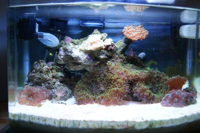3 gallons reef tank (mostly live coral and fish) - 3g picotope