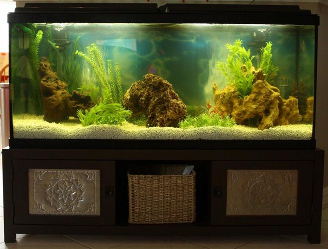 50 gallons freshwater fish tank (mostly fish and non-living decorations) - 50 gal Loach Den