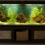 50 gallons freshwater fish tank (mostly fish and non-living decorations) - 50 gal Loach Den