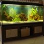 fish tank picture - 50 gal Loach Den custom stand