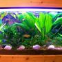 34 gallons planted tank (mostly live plants and fish) - work in progress!