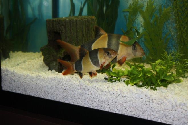 50 gallons freshwater fish tank (mostly fish and non-living decorations) - 6" and 10" Clown Loach,  Botia macracantha