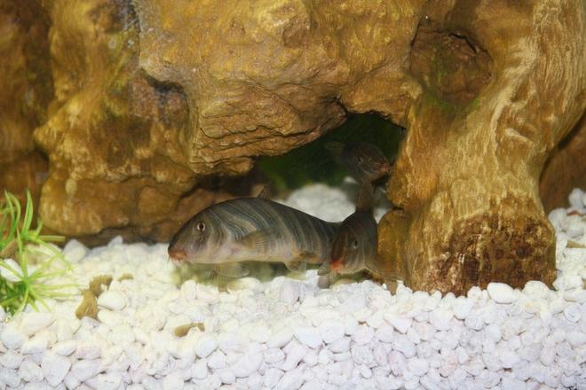 freshwater fish - botia striata - zebra loach stocking in 50 gallons tank - Zebra loach (Botia striata)