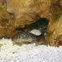 freshwater fish - botia striata - zebra loach stocking in 50 gallons tank - Zebra loach (Botia striata)