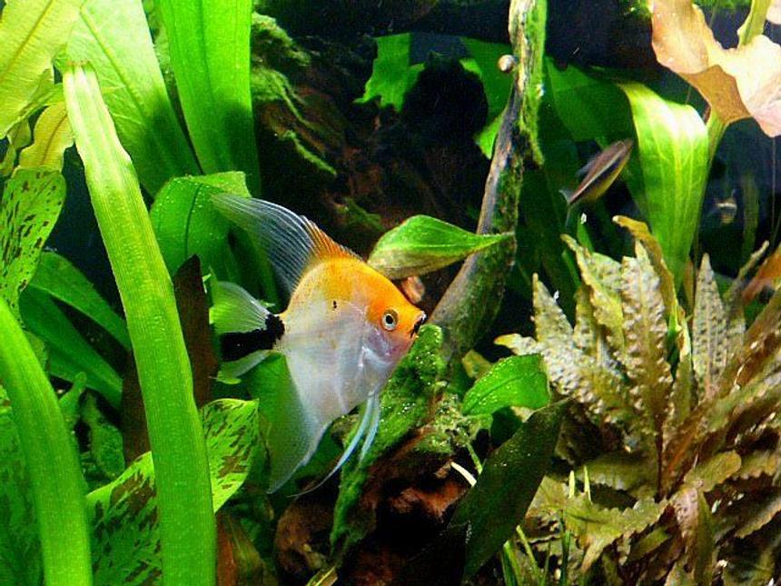 Rated #61: Freshwater Fish - Pterophyllum Sp. - Koi Angel Stocking In 38 Gallons Tank - My Koi Angel