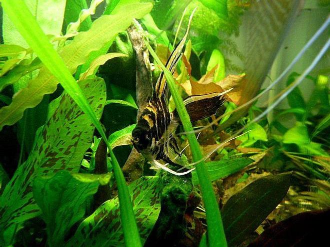 freshwater fish - pterophyllum sp. - marble veil angel stocking in 38 gallons tank - My Black Marbel Fantail Angel