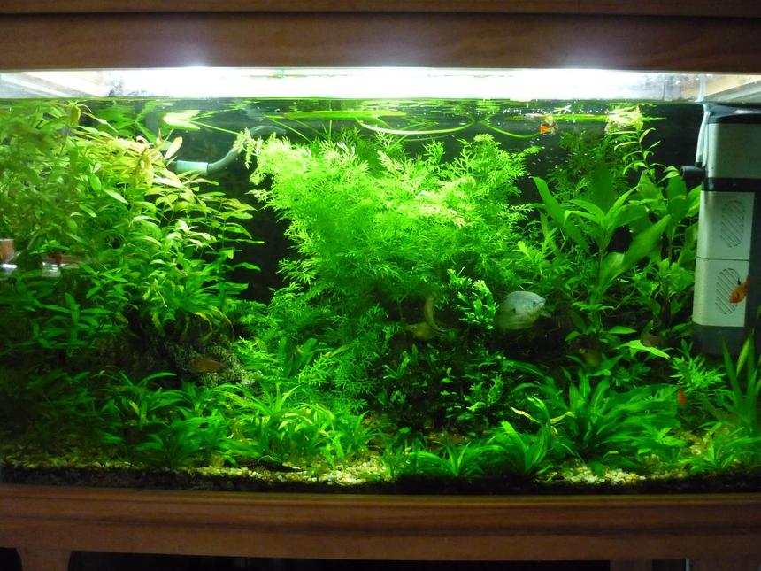 Rated #19: 45 Gallons Planted Tank - 150L Fresh water planted community