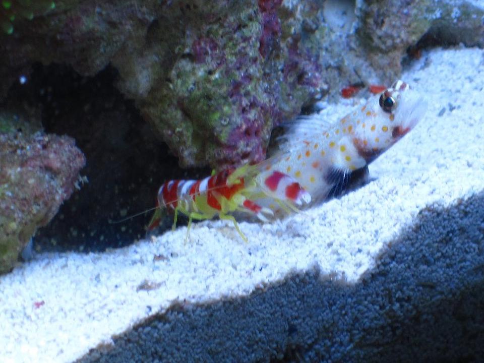 corals inverts - alpheus randalli - snapping shrimp, red banded stocking in 12 gallons tank - Randall's Pistol Shrimp and Orange Spotted Goby best buddies =)
