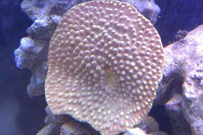corals inverts - montipora verrucosa - montipora coral, dimpled encrusting stocking in 72 gallons tank - Yellow sps