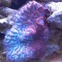 corals inverts - platygyra sp. - brain worm platygyra coral stocking in 72 gallons tank - Red/Green Brain Coral