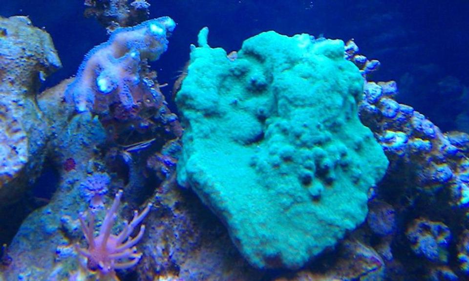 corals inverts - montipora nodosus - montipora coral, encrusting stocking in 72 gallons tank - Emerald green Minopora