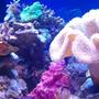 corals inverts - sarcophyton sp. - toadstool mushroom leather coral stocking in 72 gallons tank - Giant Toadstool