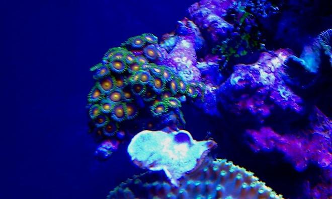 corals inverts - zoanthus sp. - colony polyp, orange/green stocking in 72 gallons tank - Orange Zo's with a piece of leather