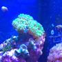 corals inverts - euphyllia paradivisa - frogspawn coral stocking in 72 gallons tank - Frog spawn?