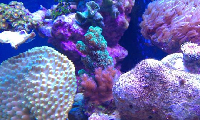 corals inverts - montipora verrucosa - montipora coral, dimpled encrusting stocking in 72 gallons tank - Green & pink SPS