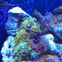 corals inverts - zoanthus sp. - colony polyp, eagle eye stocking in 72 gallons tank - Bob has to be the center of attention!