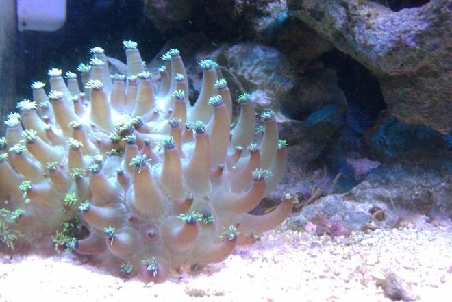 corals inverts - goniopora sp. - flower pot coral stocking in 72 gallons tank - This was a couple months ago, I came home to find this "flower pot" blown up like a softball, it has since went back to normal! So cool!