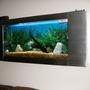 15 gallons freshwater fish tank (mostly fish and non-living decorations) - My wall tank
