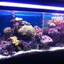 55 gallons reef tank (mostly live coral and fish) - 55 gallon