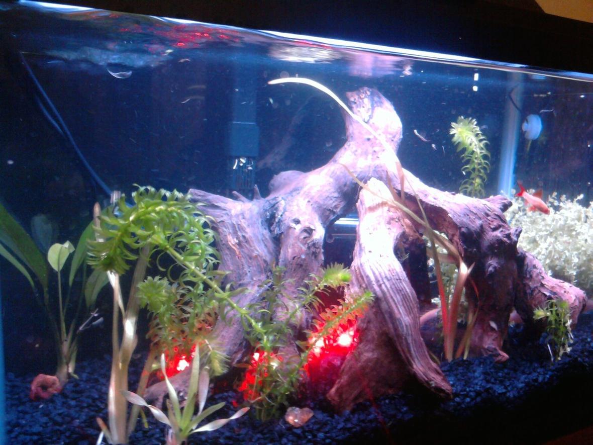 10 gallons planted tank (mostly live plants and fish) - 10 gallon tank with 2 albino bichir, a senegal bichir, a rummy nose, 2 gold sharks, a platinum angel fish, an albino bushynose pleco and an albino rainbow shark