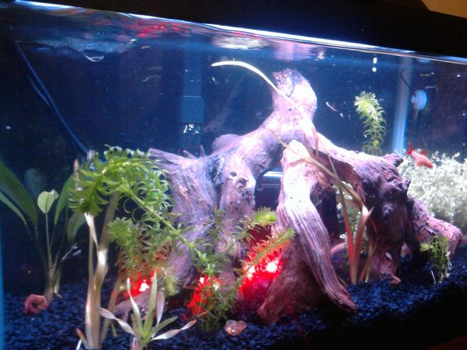 10 gallons planted tank (mostly live plants and fish) - 10 gallon tank with 2 albino bichir, a senegal bichir, a rummy nose, 2 gold sharks, a platinum angel fish, an albino bushynose pleco and an albino rainbow shark