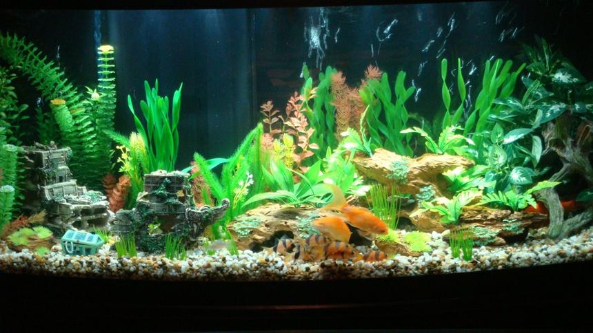 Rated #911: 72 Gallons Freshwater Fish Tank - Tank Finally cycled.  Fish now have a bigger home