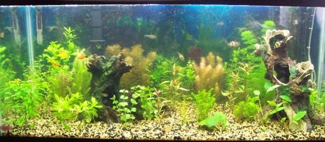 75 gallons planted tank (mostly live plants and fish) - 75 gallon planted aquarium