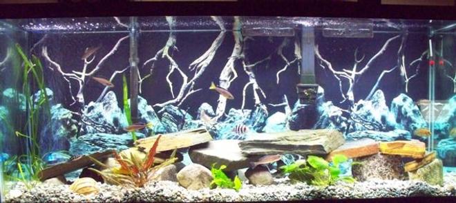 46 gallons freshwater fish tank (mostly fish and non-living decorations) - 55 gallon Tanganyika Community Tank