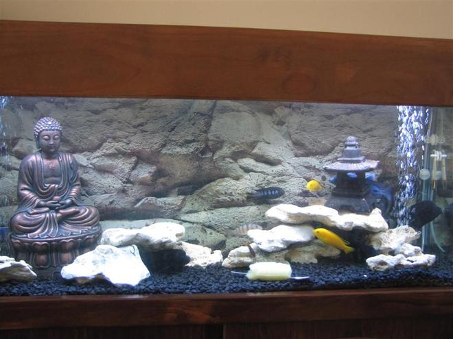 50 gallons freshwater fish tank (mostly fish and non-living decorations) - African Tank
