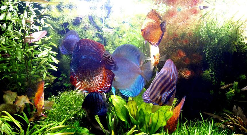 Rated #32: Freshwater Fish - Symphysodon Sp. - Red Marlboro Discus Stocking In 75 Gallons Tank - Lovely!