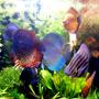 freshwater fish - symphysodon sp. - red marlboro discus stocking in 75 gallons tank - Lovely!