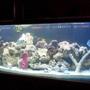125 gallons saltwater fish tank (mostly fish, little/no live coral) - my 125 fish tank with 45 gallon sump