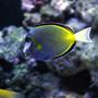 saltwater fish - naso lituratus - naso tang stocking in 90 gallons tank - Tang