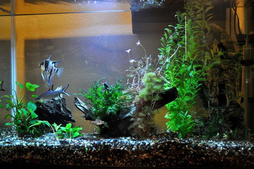 Rated #131: 45 Gallons Planted Tank - Coming along