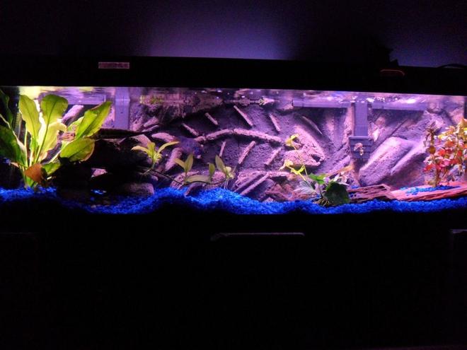 33 gallons planted tank (mostly live plants and fish) - 3d Background turned out awesome!Check out the up close picture of the fish bones.Just something different from all the other great tanks here.
