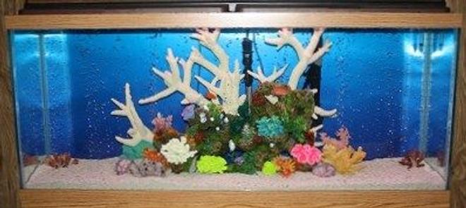 55 gallons freshwater fish tank (mostly fish and non-living decorations) - My Cichlid tank about two weeks into it. It contains two Electric Yellow Labidochromis Cichlids, two Blue Kenyi African Cichlids, two Zebra African Cichlids, one Plecostomus, & one Gold Mystery Snail. I can't wait to add more!