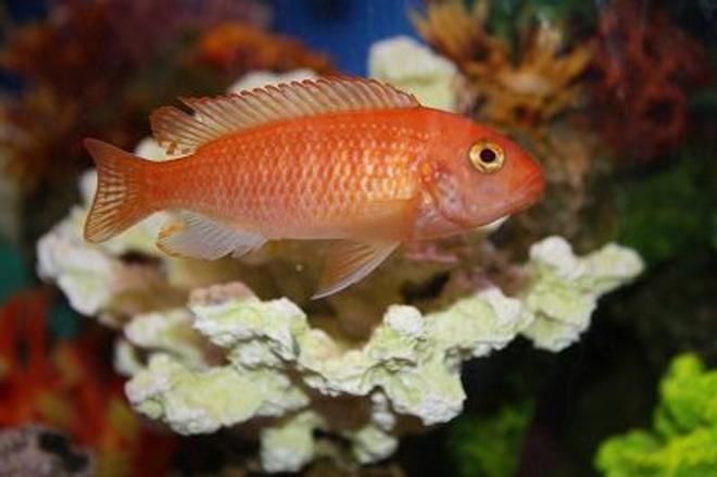 freshwater fish - pseudotropheus estherae - red zebra cichlid stocking in 55 gallons tank - Zebra African Cichlid