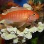freshwater fish - pseudotropheus estherae - red zebra cichlid stocking in 55 gallons tank - Zebra African Cichlid