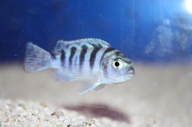 freshwater fish - metriaclima lombardoi - kenyi cichlid stocking in 55 gallons tank - Blue Kenyi African Cichlid
