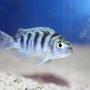 freshwater fish - metriaclima lombardoi - kenyi cichlid stocking in 55 gallons tank - Blue Kenyi African Cichlid