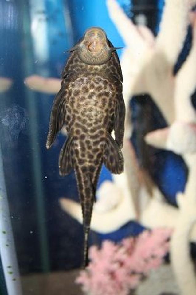 freshwater fish - glyptoperichthys gibbiceps - sailfin pleco (l-83) stocking in 55 gallons tank - Belly of my Plecostomus