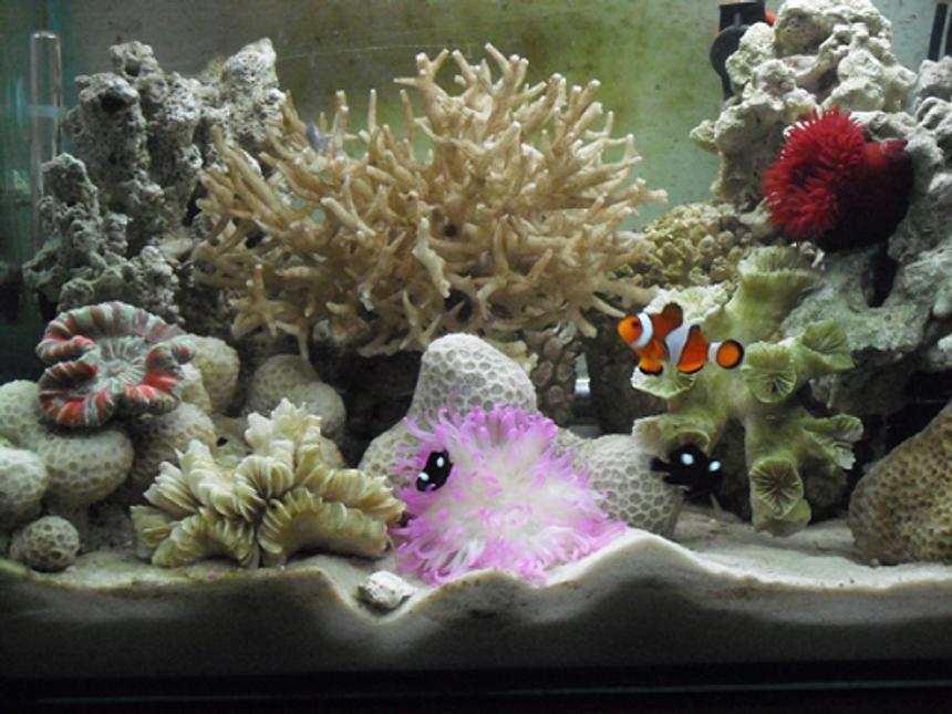 Rated #61: 5 Gallons Reef Tank - My aquaruim after arrange rocks