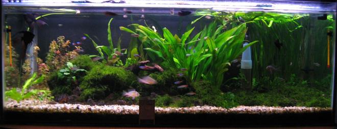 60 gallons planted tank (mostly live plants and fish) - new setup