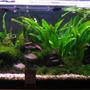 60 gallons planted tank (mostly live plants and fish) - new setup