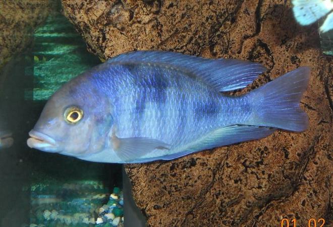 freshwater fish - cyrtocara moorii - blue dolphin cichlid stocking in 54 gallons tank - Dolphin Head