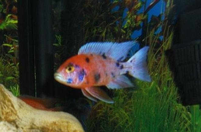 freshwater fish - aulonocara nyassae var. - peacock cichlid, orange blossom stocking in 54 gallons tank - OB Peacock