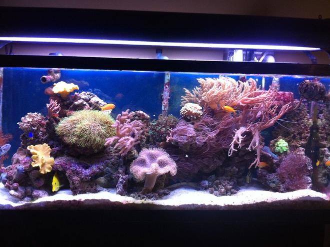 55 gallons reef tank (mostly live coral and fish) - Front view - a little blurry