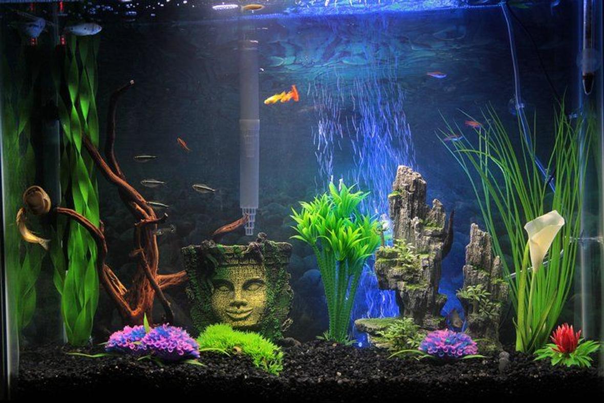 37 gallons freshwater fish tank (mostly fish and non-living decorations) - My Aquarium, 2 Pleco's, 5 neons, 4 gourmies