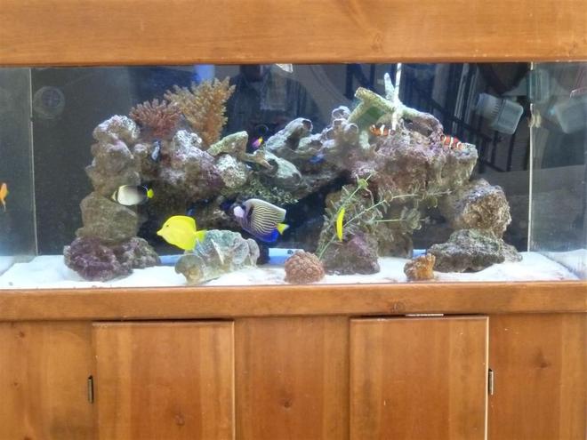 100 gallons reef tank (mostly live coral and fish) - wide 100 gallons tank with Emperor, tangs, angels.