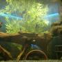 42 gallons freshwater fish tank (mostly fish and non-living decorations) - W.I.P